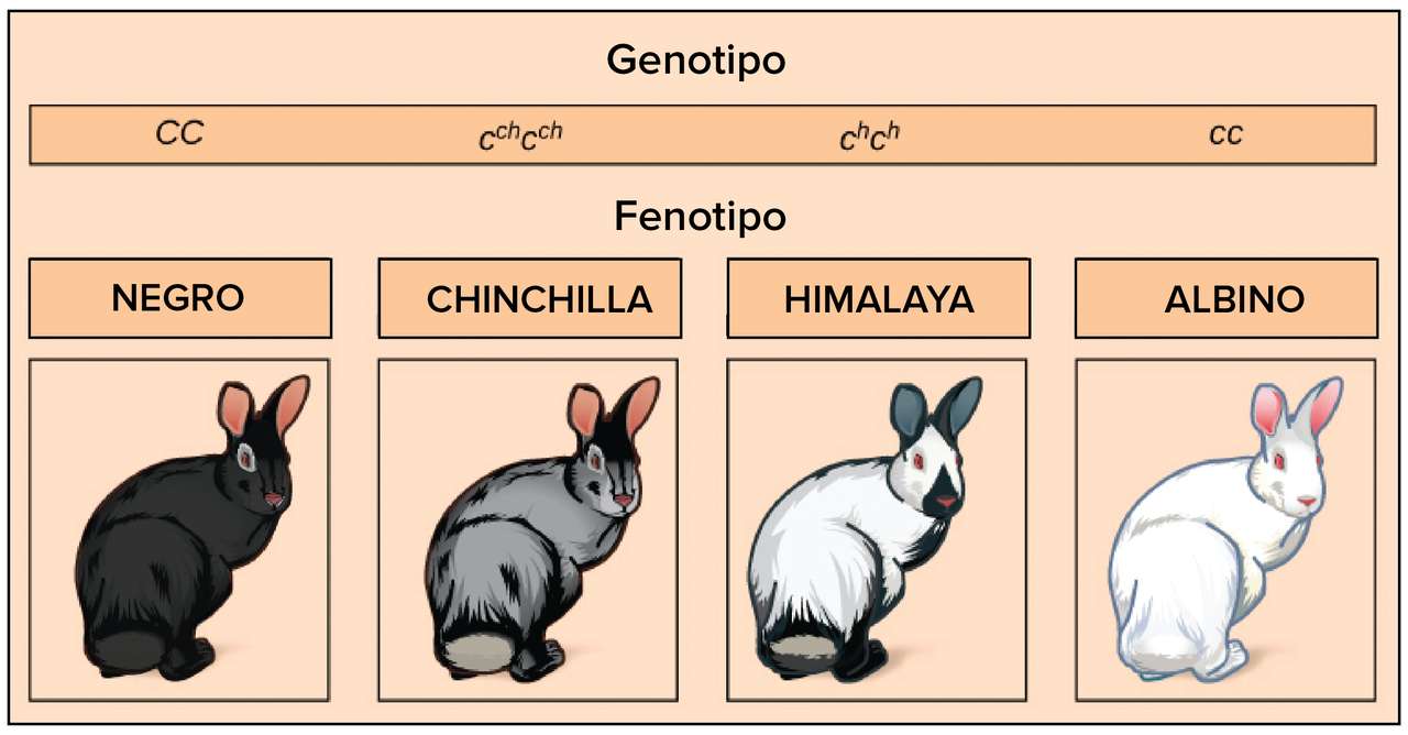 非メンデル型遺伝 ジグソーパズルオンライン
