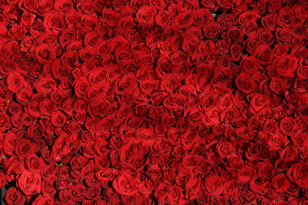 Röda rosor pussel på nätet