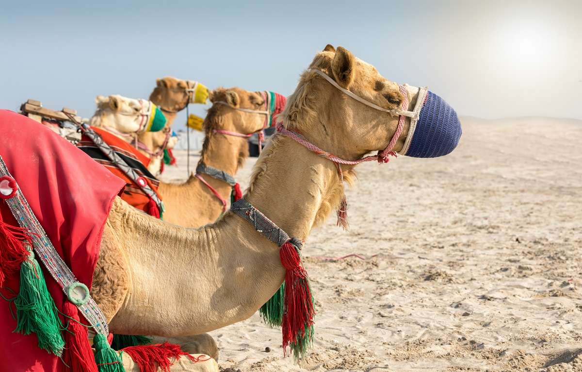 Camellos en Qatar rompecabezas en línea