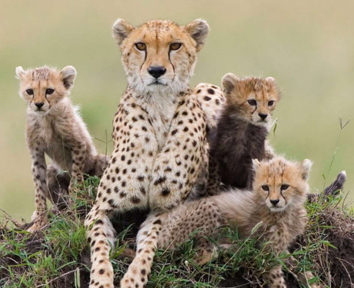 Madre Cheetah con i cuccioli puzzle online