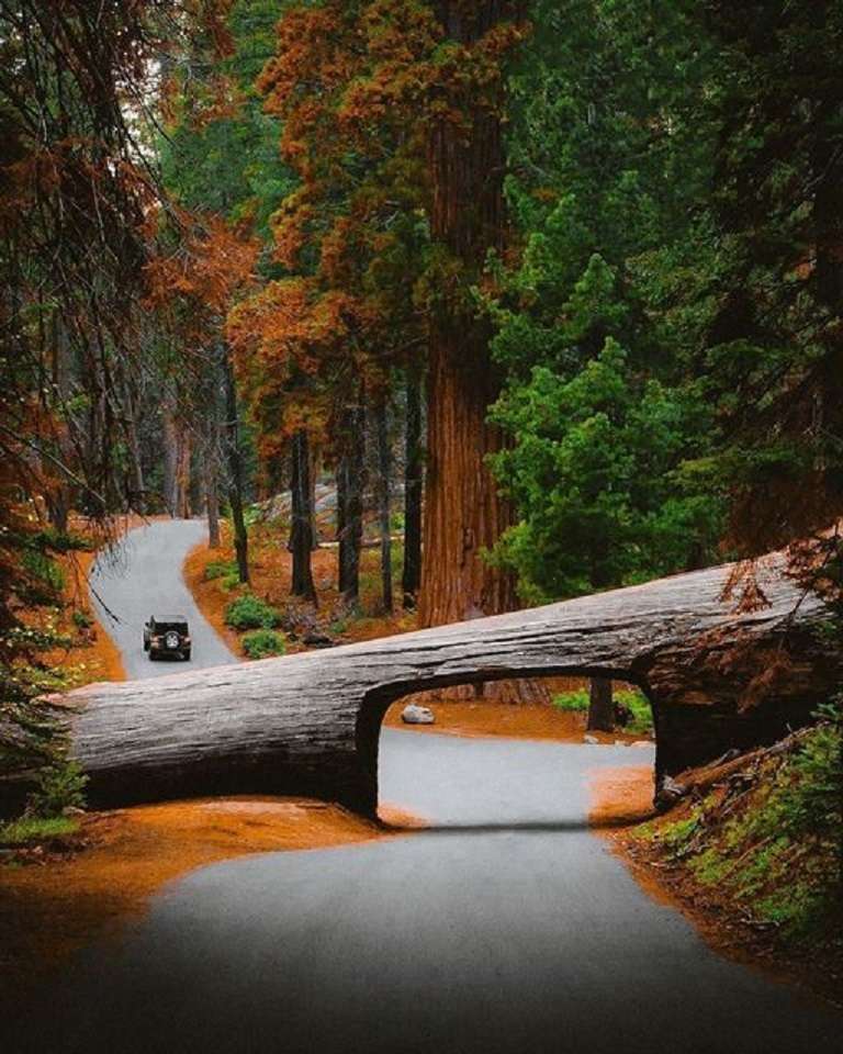 Parque Sequoia en Estados Unidos. rompecabezas en línea