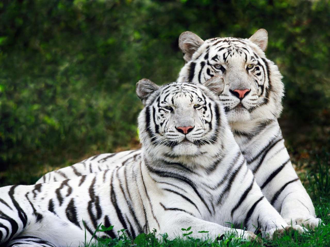 Beleza de tigres e geatsya puzzle online