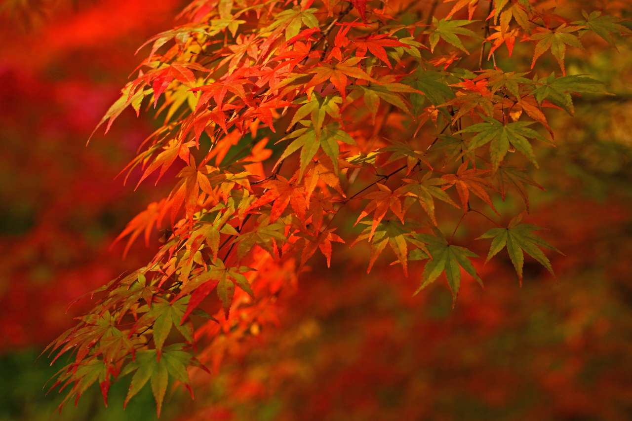 Φθινοπωρινά φύλλα online παζλ