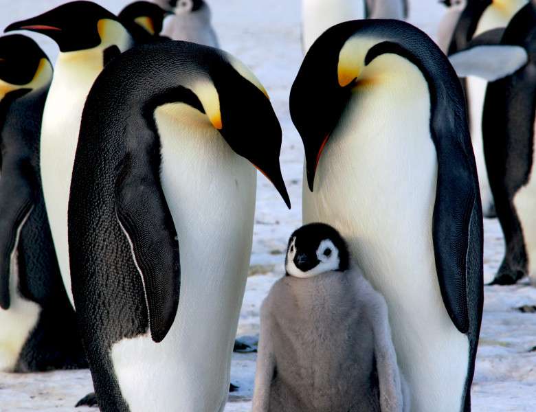 Rejtvény pingvinekkel online puzzle
