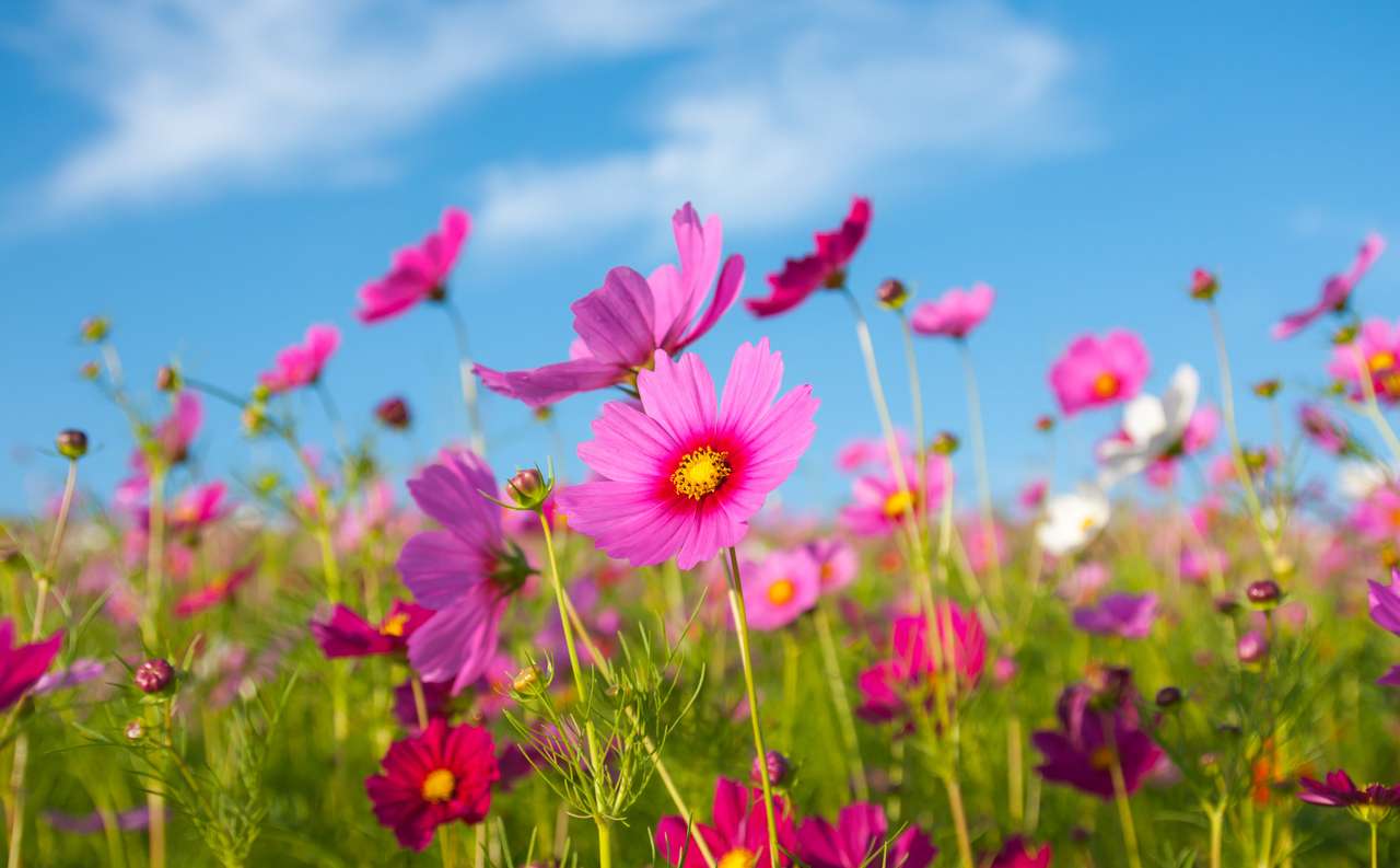 Um cosmos rosa floresce no campo de flores e no céu azul puzzle online