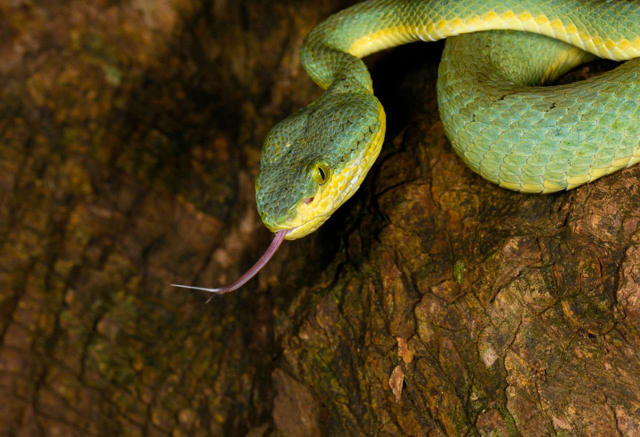 Bamboo Pit Viper Flicking language jigsaw puzzle online