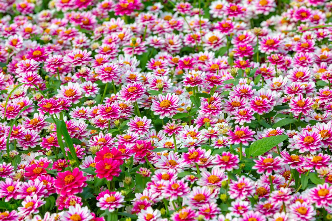 Prado de campo de flores rosadas rompecabezas en línea