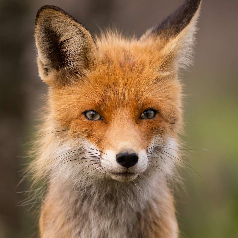 Retrato de uma raposa vermelha Vulpes vulpes puzzle online