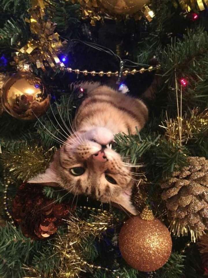 en kattunge på julen Pussel online