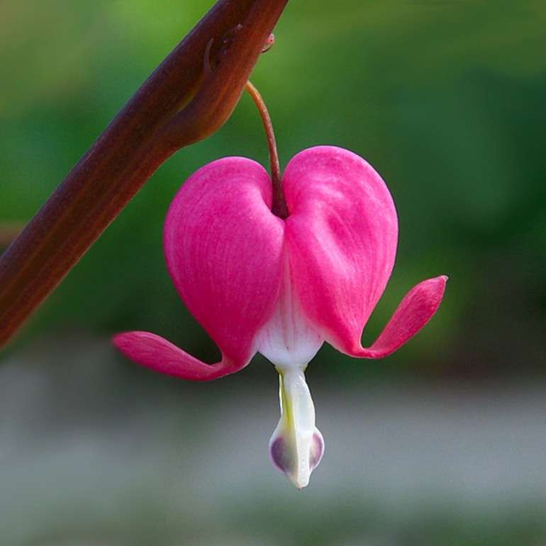 Blomma- hjärta pussel på nätet