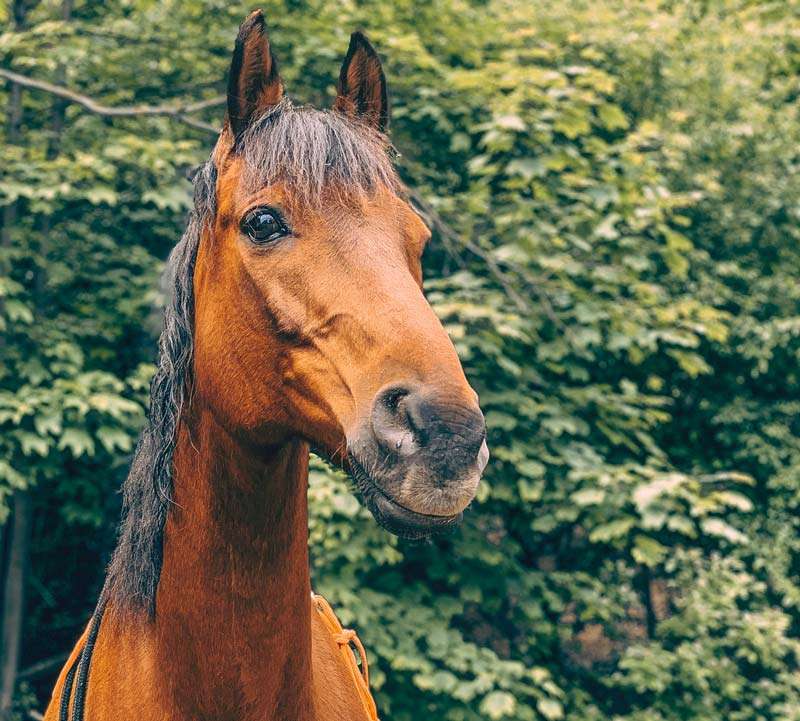 лошади и хомяки онлайн-пазл