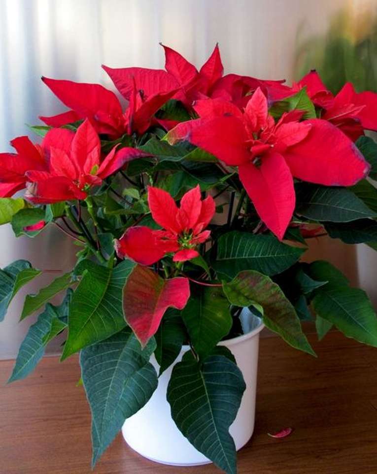 The Poinsettia jigsaw puzzle online