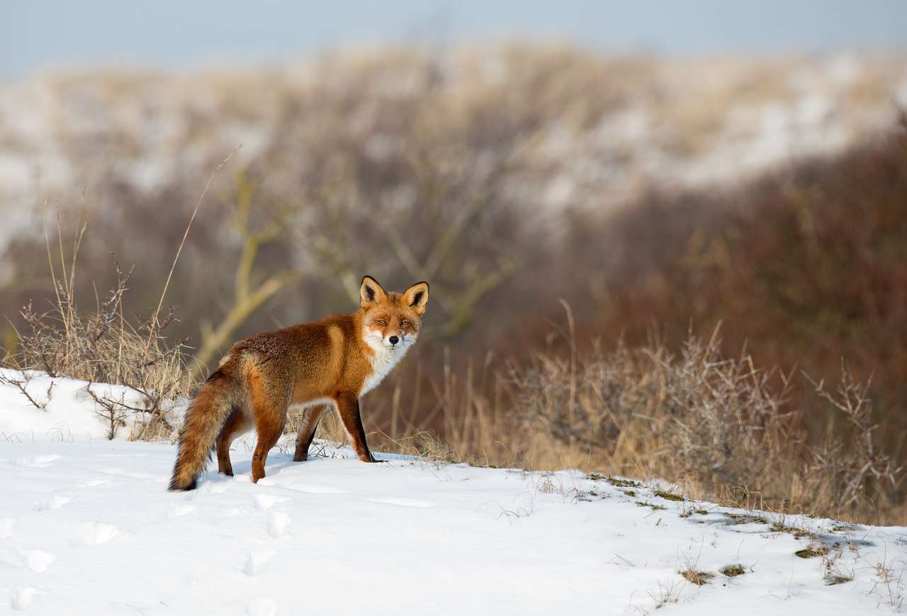 Червена лисица, стояща в зимен пейзаж онлайн пъзел