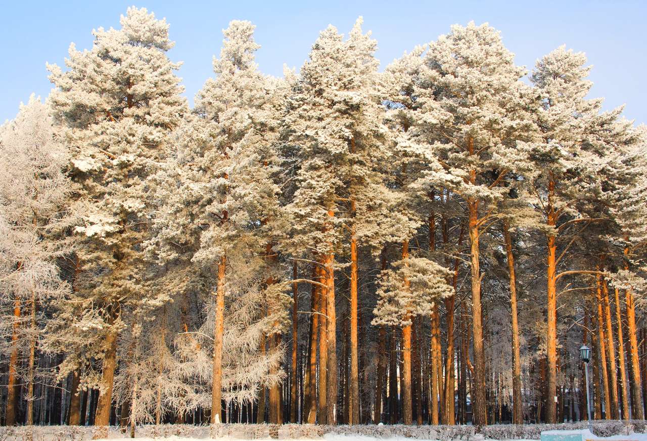 Uma bela paisagem de inverno puzzle online