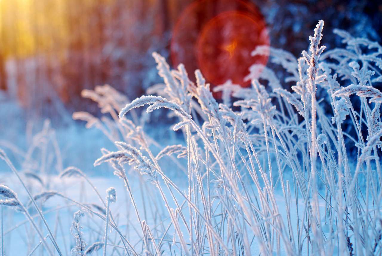 Зимна сцена със замръзнало цвете онлайн пъзел