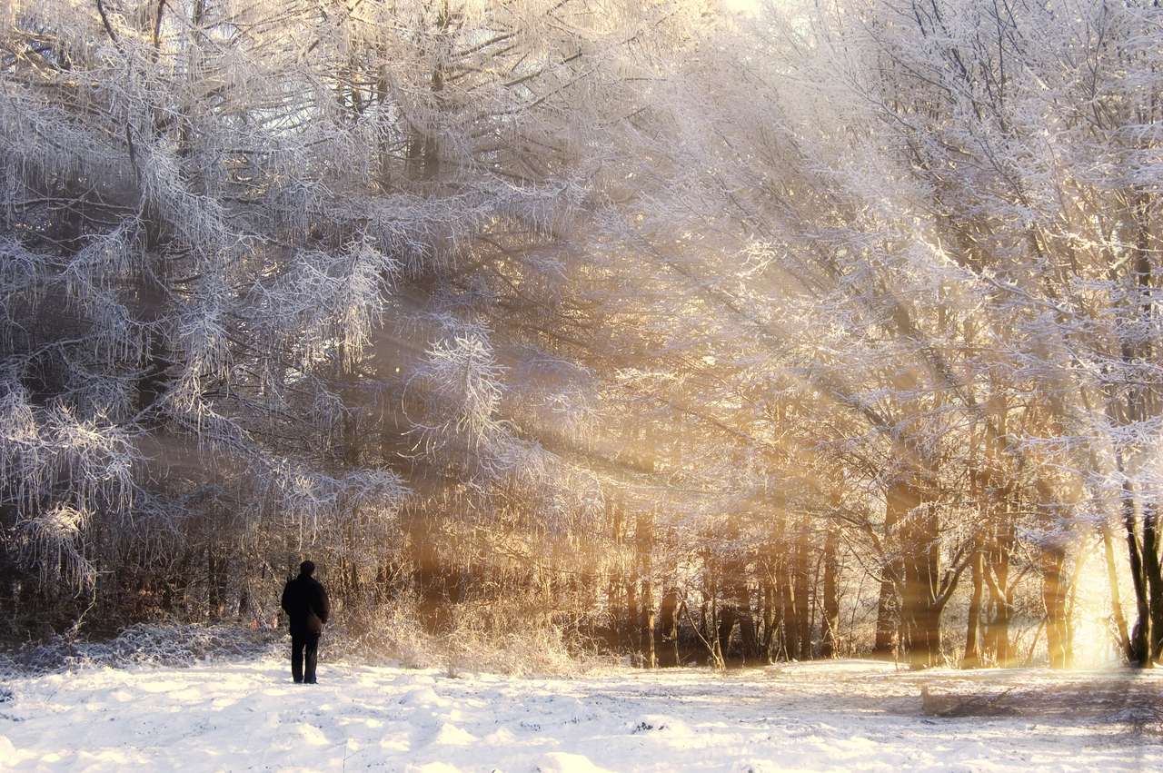 Gyönyörű fagyott erdő, emberrel és napsugarakkal online puzzle