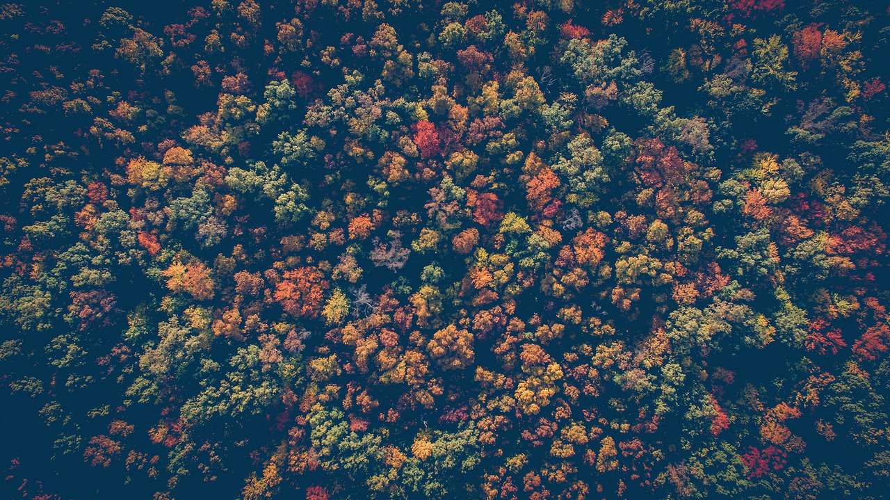 Вид с воздуха на лес онлайн-пазл