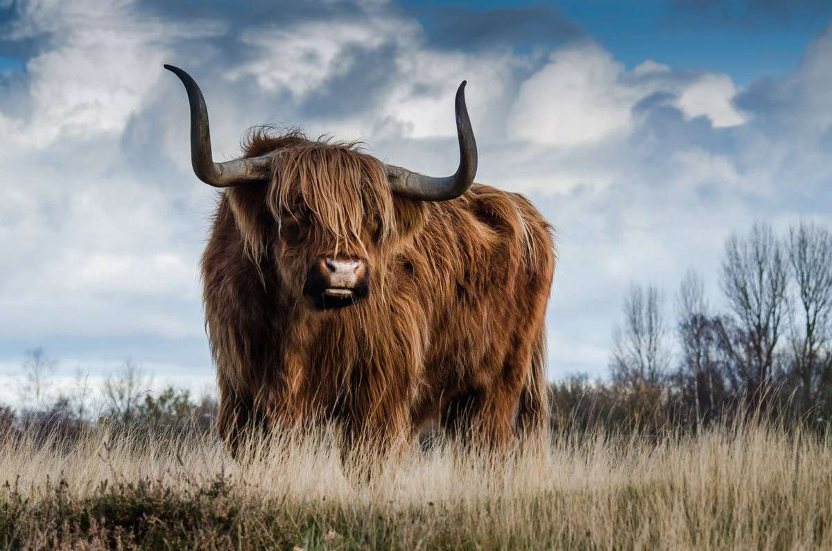 Buffel - groot herbivoor zoogdier legpuzzel online
