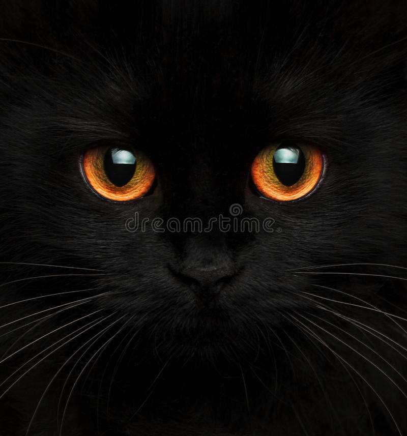 černá kočka skládačky online