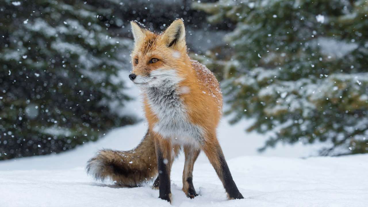 liška na sněhu online puzzle