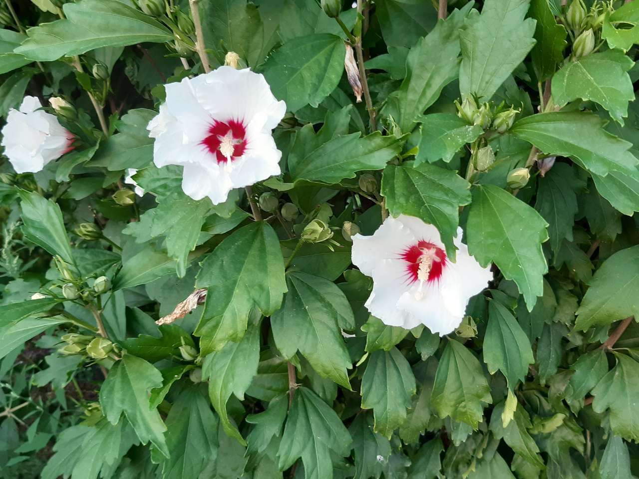 blommande hibiskus Pussel online