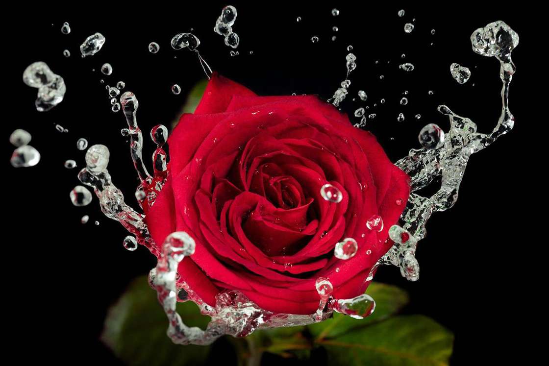 Hermosa rosa rompecabezas en línea