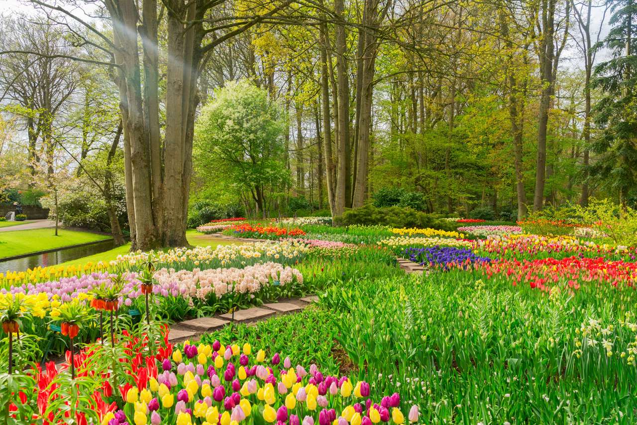 Barevné tulipány květinové záhony online puzzle
