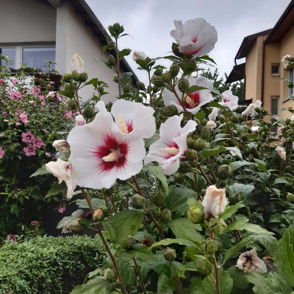 flori de hibiscus puzzle online