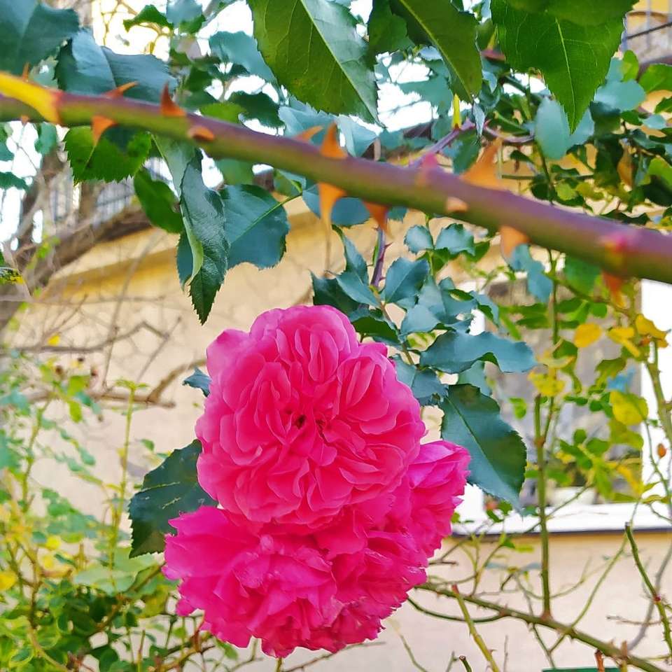 сад з трояндами онлайн пазл