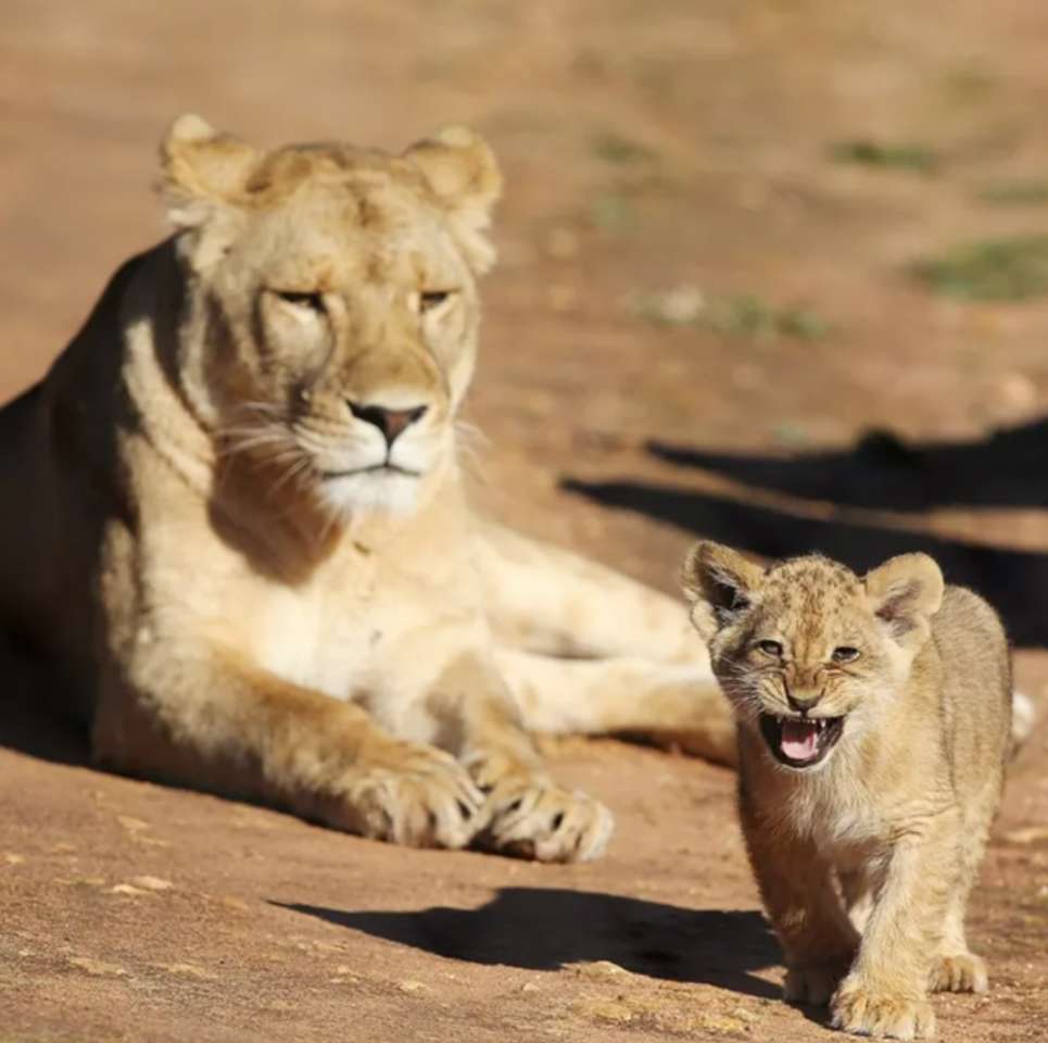 Löwin mit ihrem Jungen Puzzlespiel online