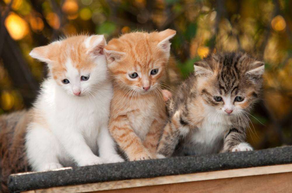 Drie kleine kitten online puzzel