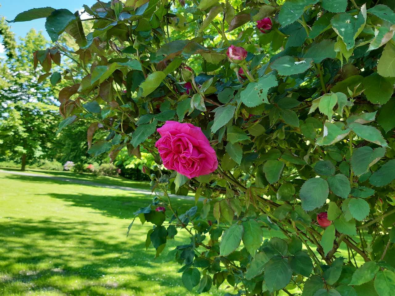 rosenbuske Pussel online