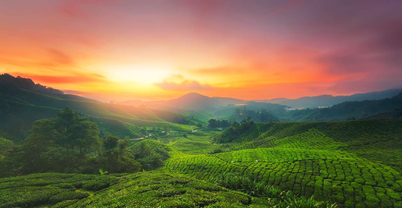 Sonnenaufgang der Teeplantage in Cameron Highland, Malaysia. Online-Puzzle