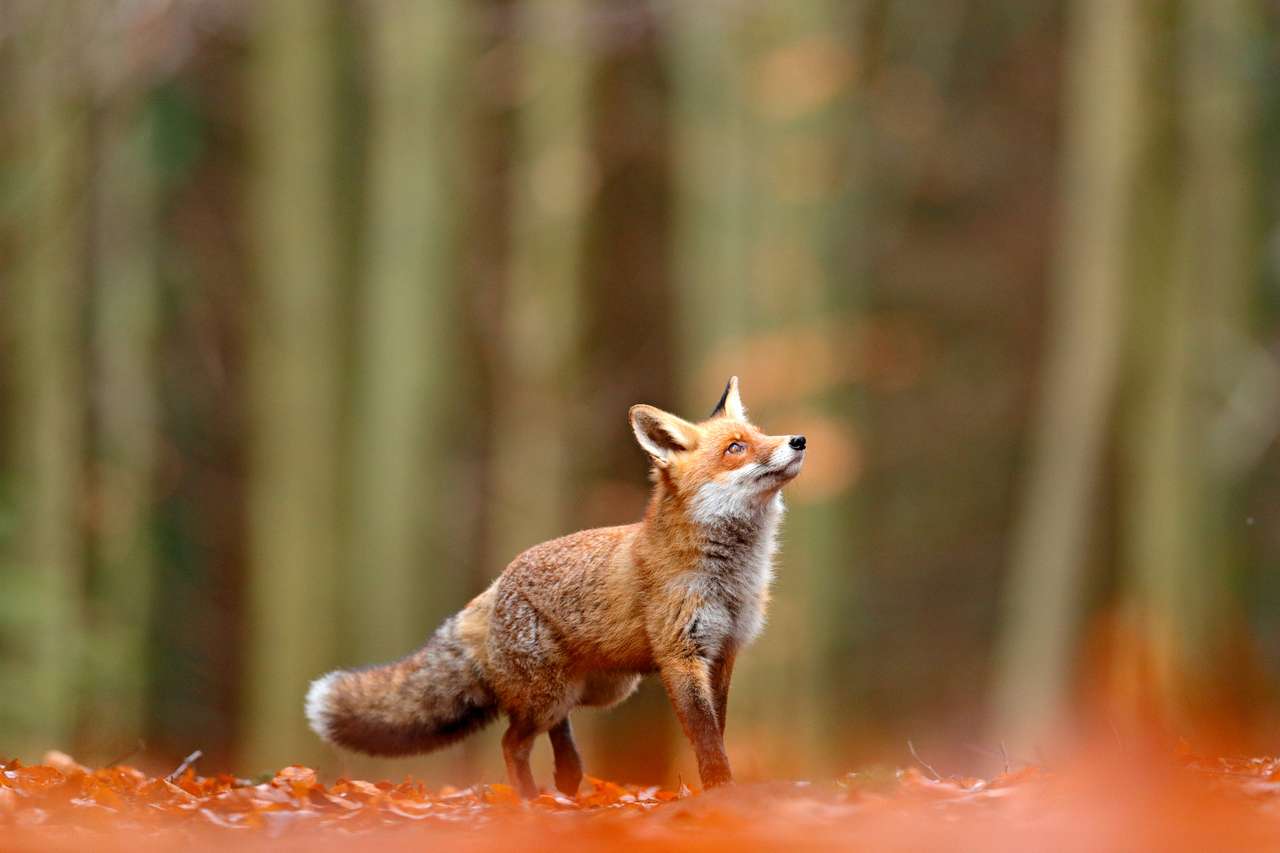 Χαριτωμένη κόκκινη αλεπού στο φθινοπωρινό δάσος online παζλ