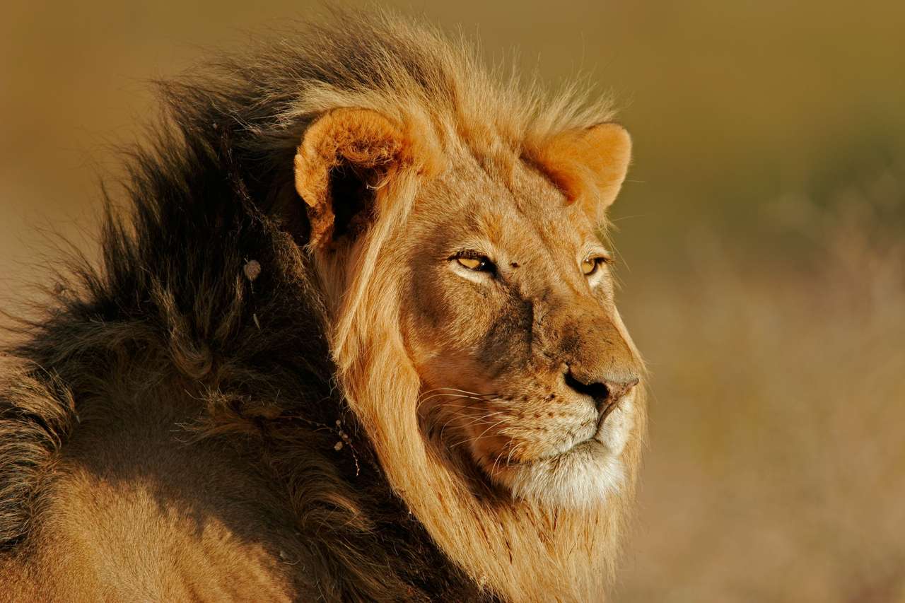 león africano, kalahari, sudáfrica rompecabezas en línea