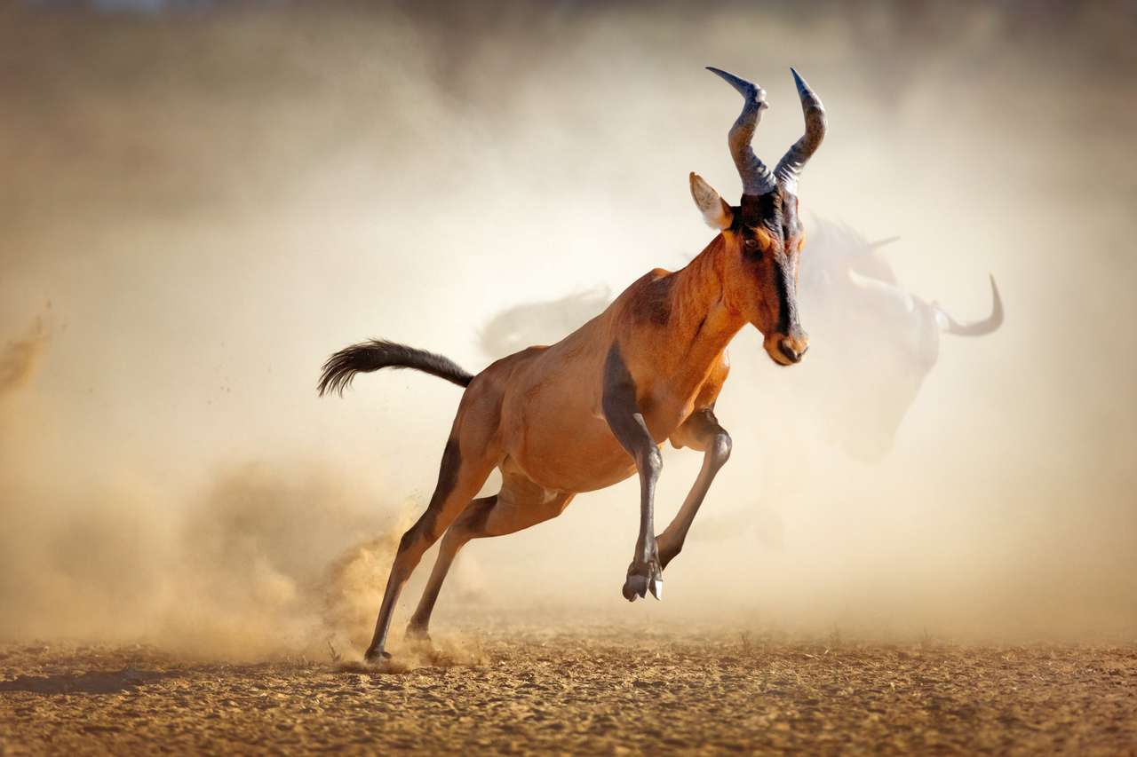 Hartebeest rojo corriendo en polvo, desierto de Kalahari rompecabezas en línea