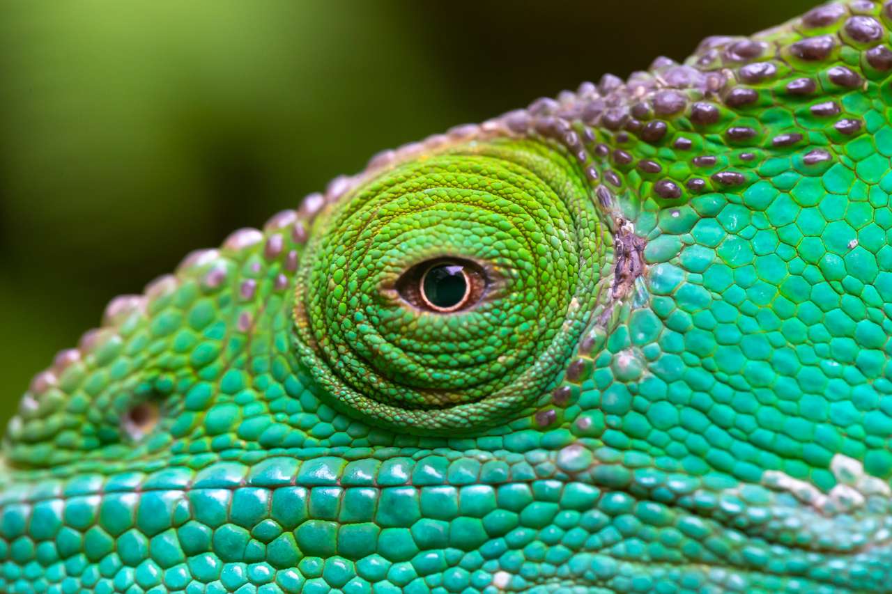 Makrobild av en grön kameleont pussel på nätet