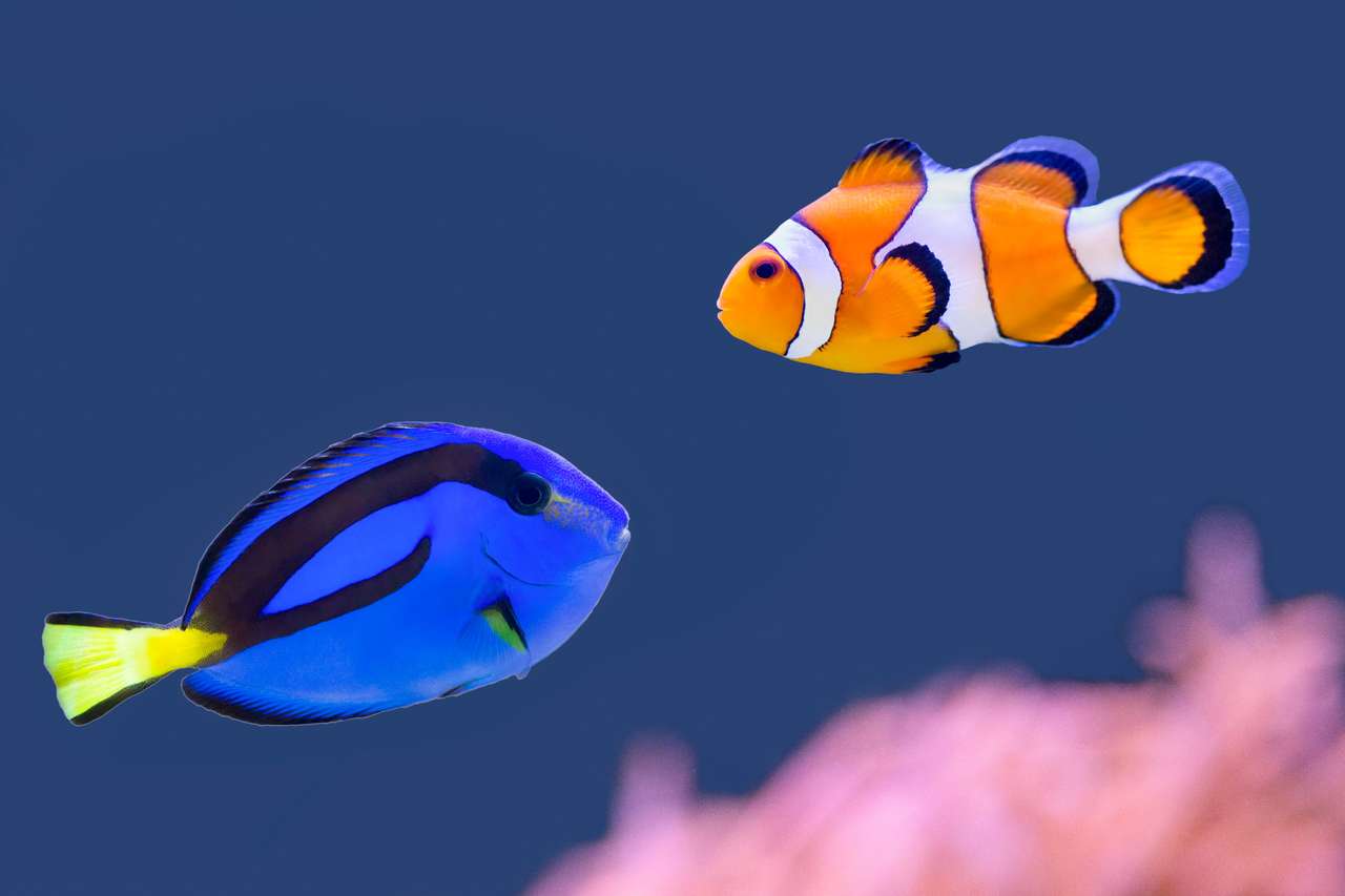 Palettendoktorfische und Clownfische schwimmen zusammen Online-Puzzle