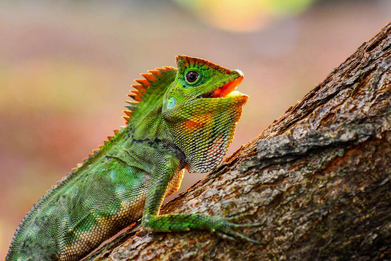 Lagarto da floresta do dragão no galho no jardim tropical quebra-cabeças online