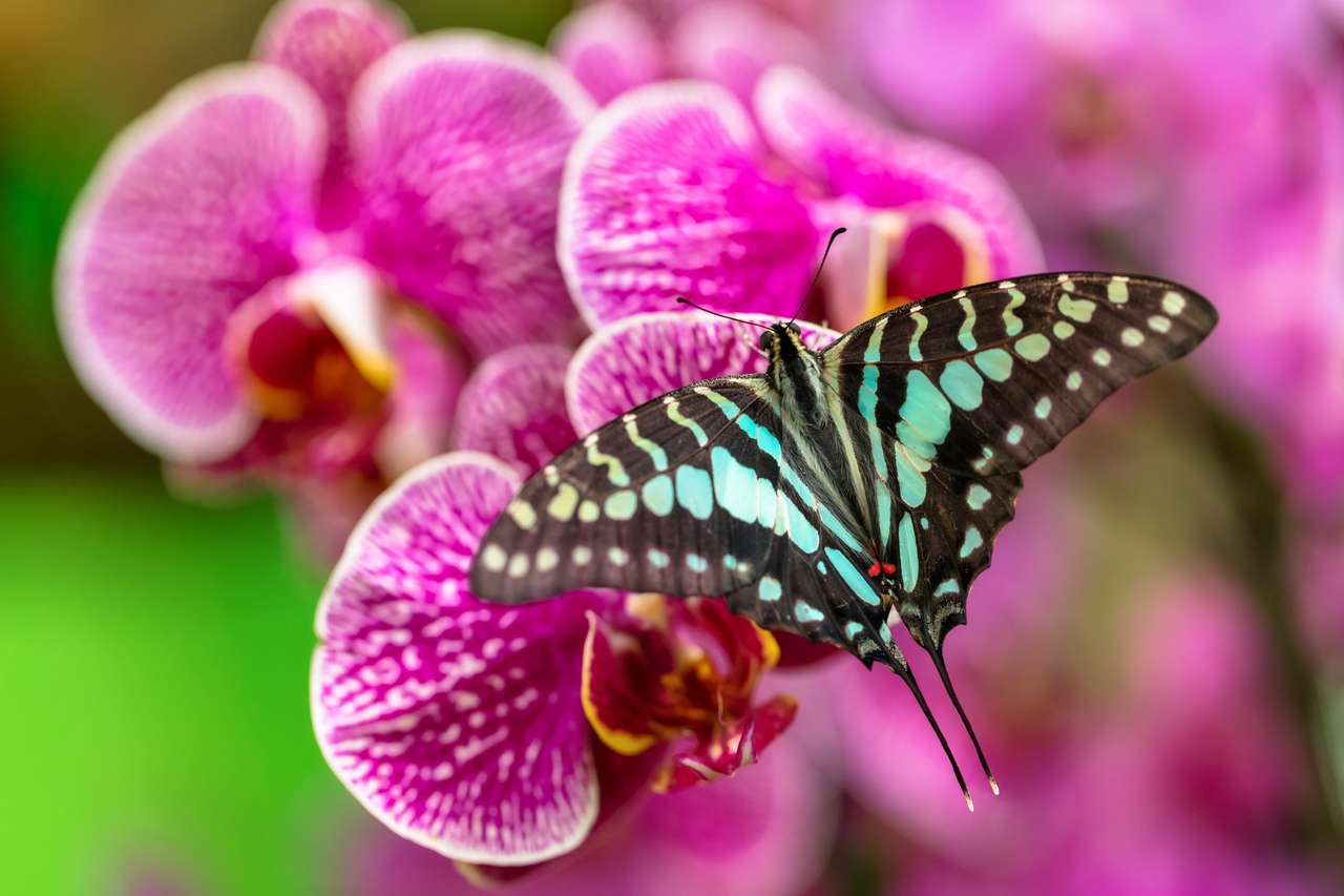 krásný motýl skládačky online