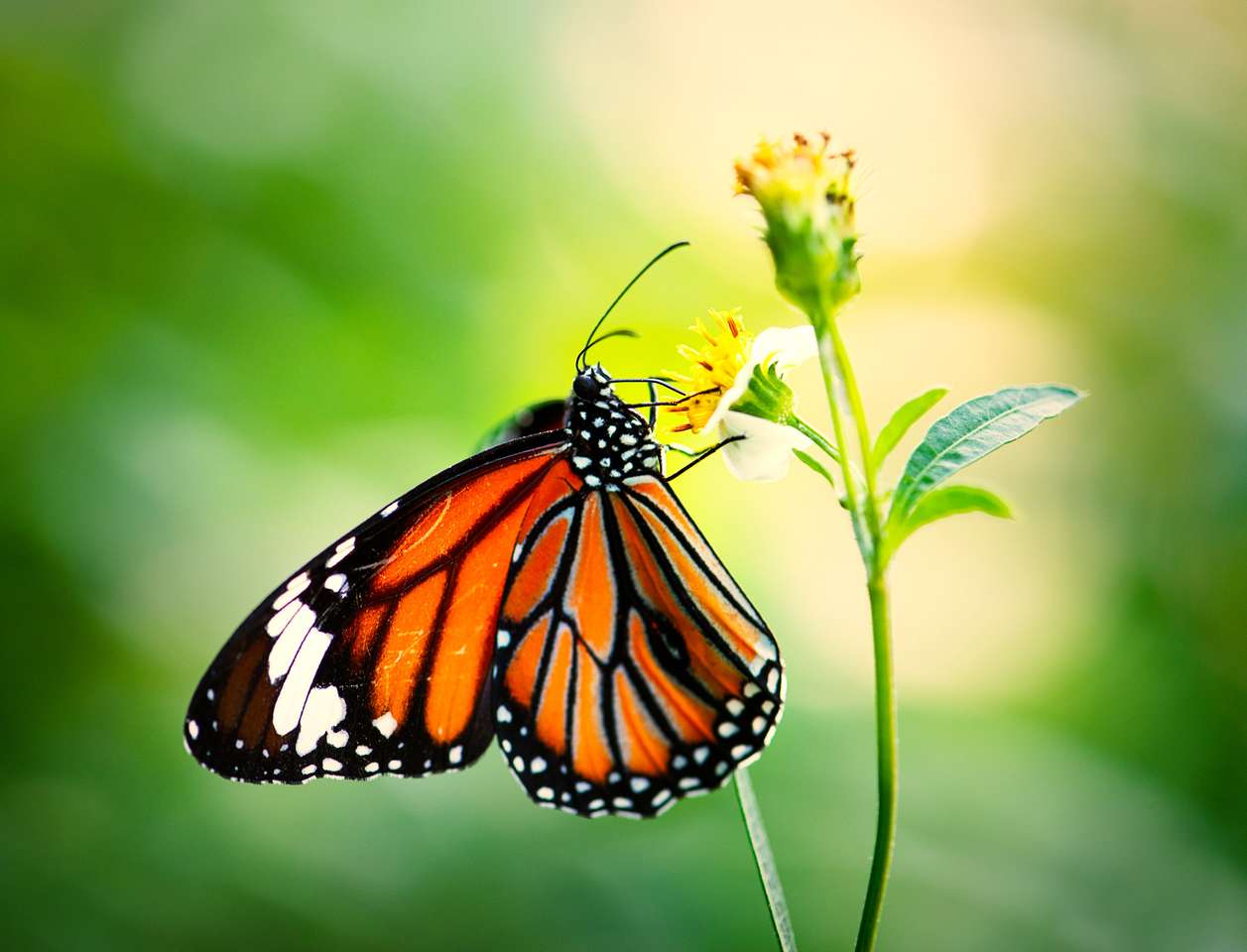 Крупный план бабочки монарха онлайн-пазл