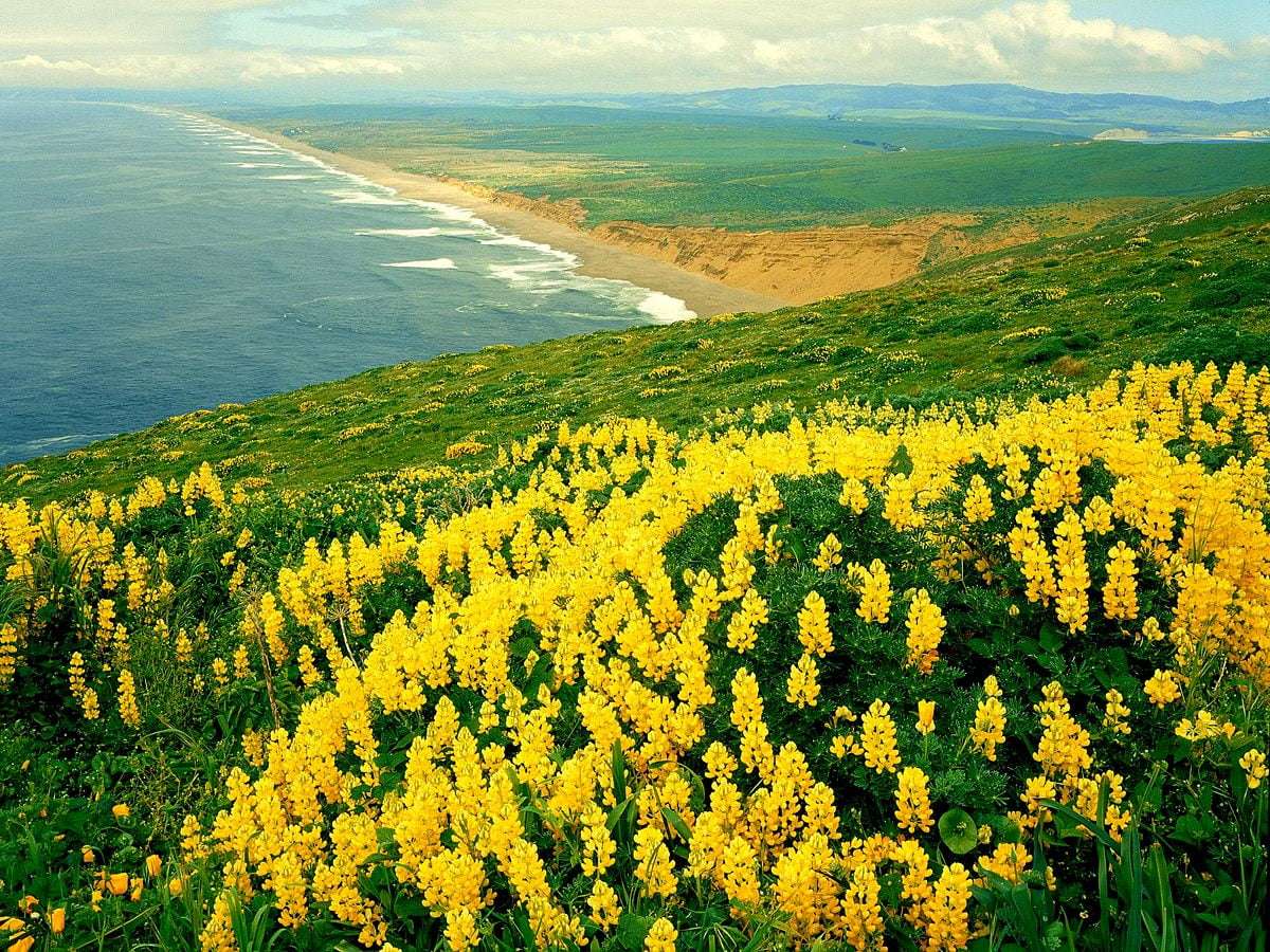 Meadow in flowers on the coast jigsaw puzzle online