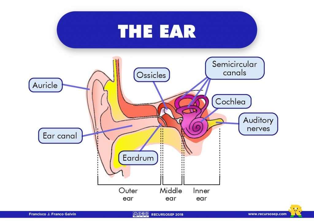 O ouvido e partes puzzle online