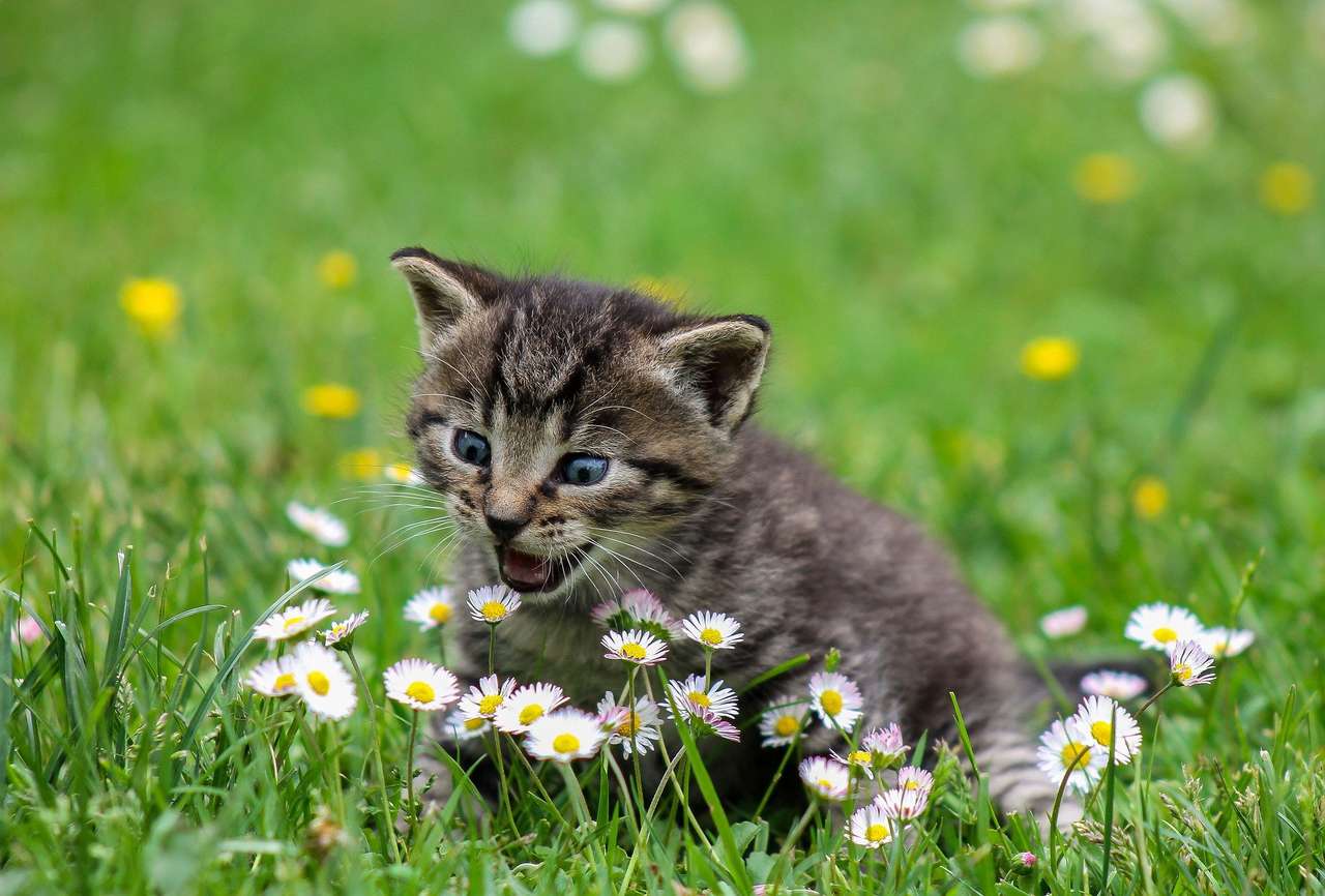 Kitten on the meadow. online puzzle