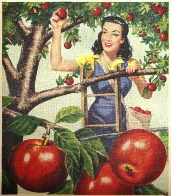 Жінка збирає смачні яблука онлайн пазл