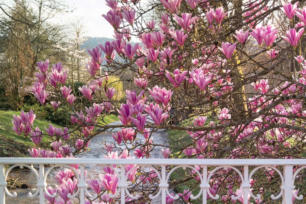 Magnoliabloesem in Baden-Baden. Duitsland online puzzel