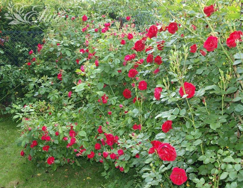 Многоцветна роза онлайн пъзел