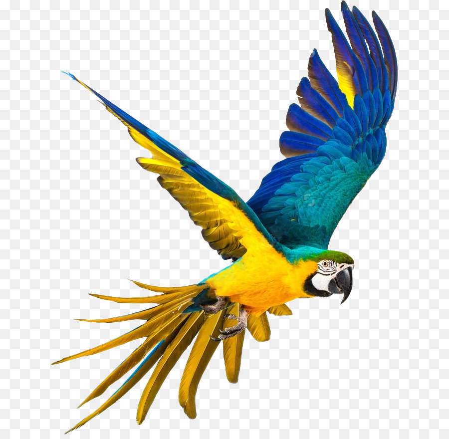 Macaw για την εκπαίδευση online παζλ