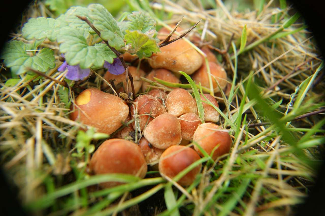 interessante paddenstoelen online puzzel