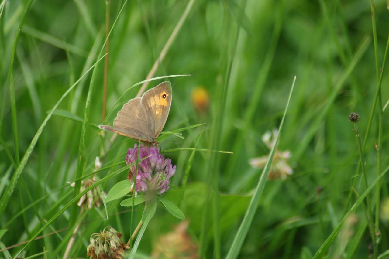 motýl v trávě online puzzle